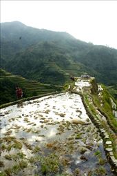 Banaue Terraced Rice Paddies: by vagabondstoo, Views[425]