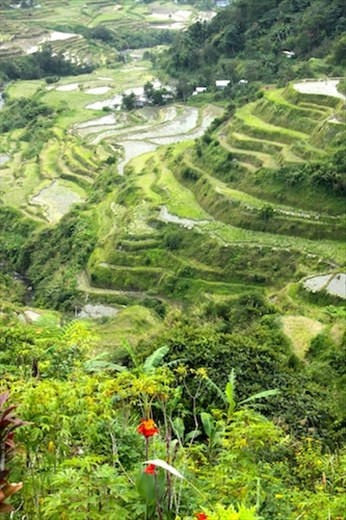 Banaue Terraced Rice Paddies