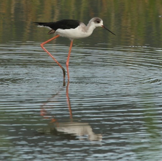 Black-winged stilt, Iwahig Prison,  Puerto Princesa