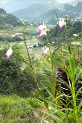 Banaue Terraced Rice Paddies: by vagabondstoo, Views[3105]