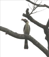 Luzon hornbill, Subic Bay: by vagabondstoo, Views[590]