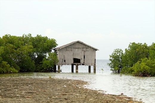 Bird sanctuary, Olango Island