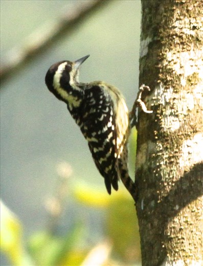 Philippine pygmy woodpecker, Pitcher Plant Farm, Mindanao