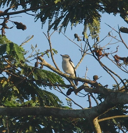 Pied triller, Pitcher Plant Farm, Mindanao