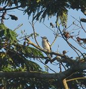 Pied triller, Pitcher Plant Farm, Mindanao: by vagabondstoo, Views[514]