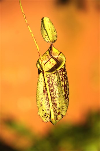 Pitcher Plant Farm, Mindanao