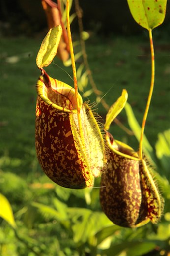 Pitcher Plant Farm, Mindanao