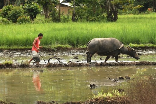 Old school farming, Sabang, Palawan