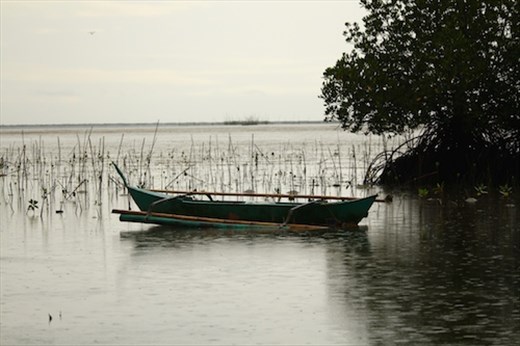 Mangroves on a rainy day, Puerto Princesa