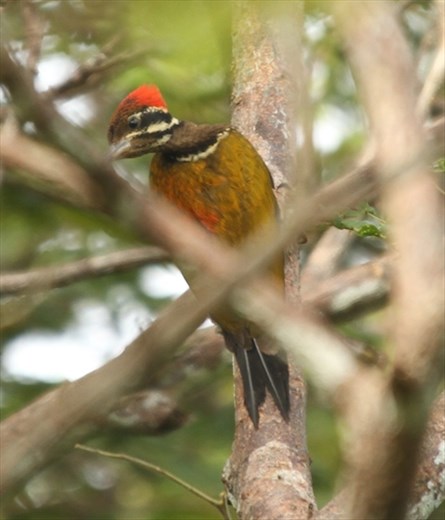 Red-headed flameback, Iwahig Prison,  Puerto Princesa