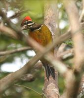 Red-headed flameback, Iwahig Prison,  Puerto Princesa: by vagabondstoo, Views[557]
