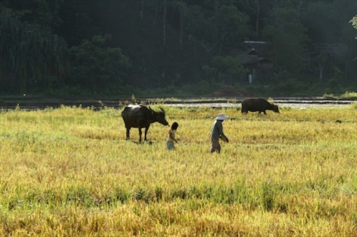 Bringing in the sheaves, Sabang, Palawan