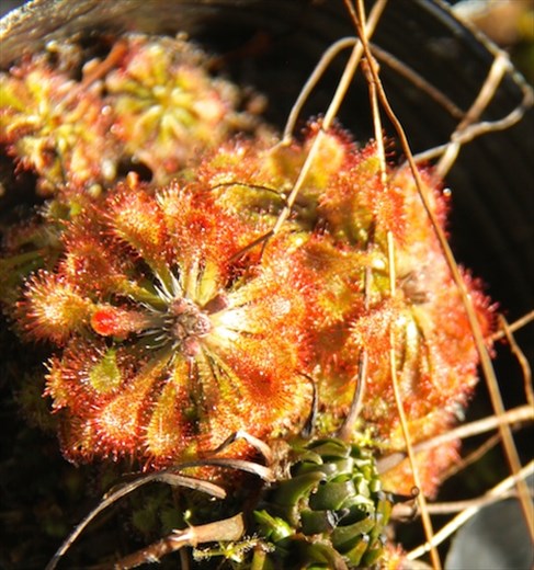 Insectivorous sundew, Pitcher Plant Farm