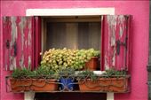 Windowbox, Burano: by vagabondstoo, Views[438]