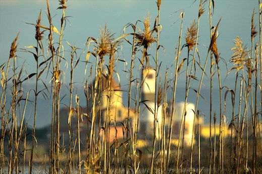 Reeds in morning light