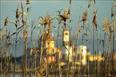 Reeds in morning light: by vagabondstoo, Views[631]