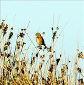 Alpine accentor: by vagabondstoo, Views[733]