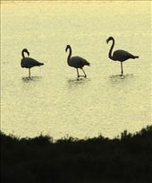 Flamingos: by vagabondstoo, Views[588]