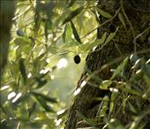 Last olive of the season, Nidi della Poiana, Alghero: by vagabondstoo, Views[408]