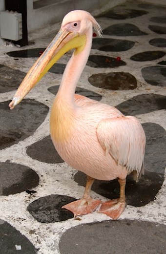 Petros the Pelican, unofficial mayor of Mykonos