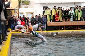 A cold plunge, Festival of the Epiphany, Patmos: by vagabondstoo, Views[208]