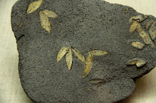 60,000 year-old olive leaf fossils, Santorini Prehistoric Museum
