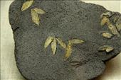 60,000 year-old olive leaf fossils, Santorini Prehistoric Museum: by vagabondstoo, Views[828]