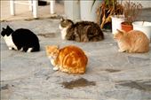 Stray cats and vagabonds, Mykonos: by vagabondstoo, Views[448]