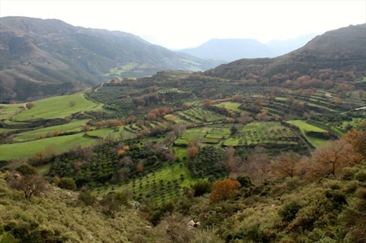 Olive groves, Amari Valley