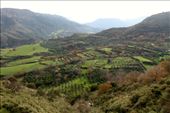 Olive groves, Amari Valley: by vagabondstoo, Views[555]