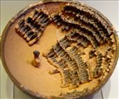 Bowl with shepherd and flock, Archeological Museum, Heraklion: by vagabondstoo, Views[508]