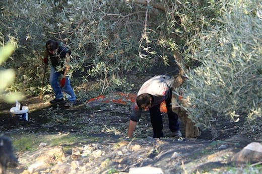 Harvesting olives, Western Crete
