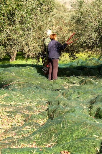 Olive harvest, eastern Crete