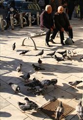 Old men and pigeons, Heraklion: by vagabondstoo, Views[538]