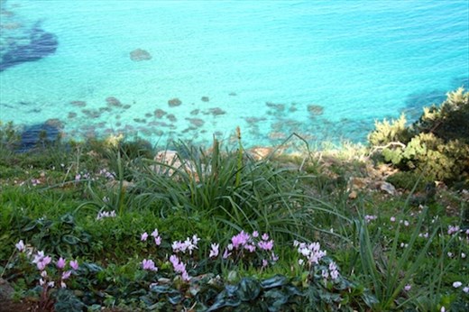 Aphrodite's Beach Trail, West Coast near Polis