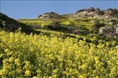 Mustard: by vagabondstoo, Views[393]