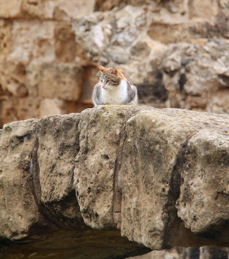 Le chat poseur, Roman Salamis