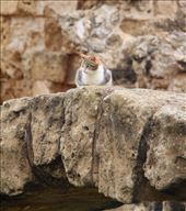 Le chat poseur, Roman Salamis: by vagabondstoo, Views[632]