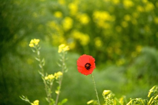 First poppy of the season, Roman Salamis