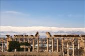Baalbek panorama, Baalbek Roman WHS: by vagabondstoo, Views[463]