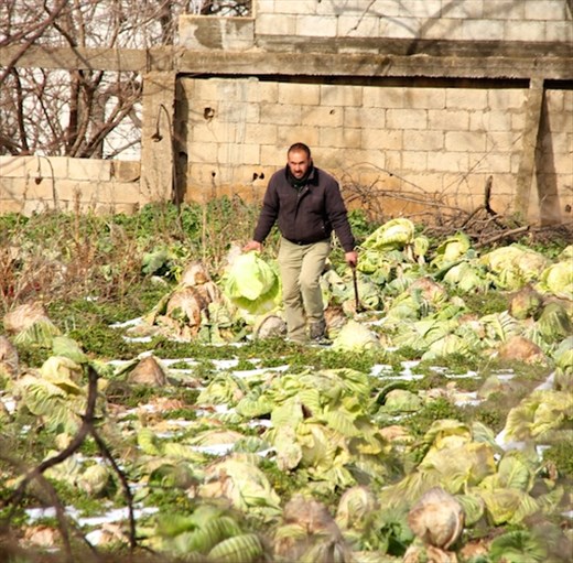 Cabbage guy, caught in the middle