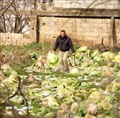 Cabbage guy, caught in the middle: by vagabondstoo, Views[1037]