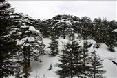Cedars of Lebanon in the snow, Bcharre: by vagabondstoo, Views[1110]