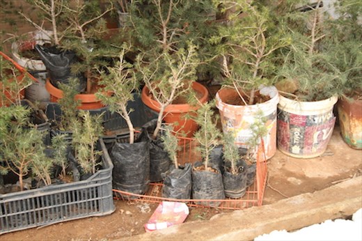 The next generation of cedars, Bcharre