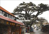 2000 year old cedar, Bcharre: by vagabondstoo, Views[584]