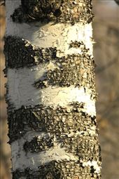 Winter birch near Almaty: by vagabondstoo, Views[580]