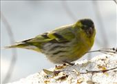 Eurasian siskin: by vagabondstoo, Views[493]