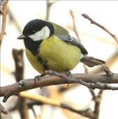 Great tit — really!: by vagabondstoo, Views[635]
