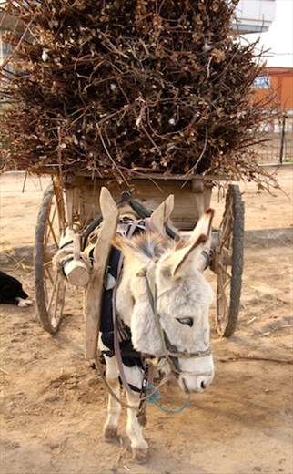 Heavy load, Khiva