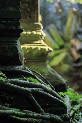 The grip of the jungle